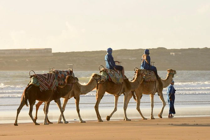 Surfeurs et dromadaires sur la plage d'Essaouira